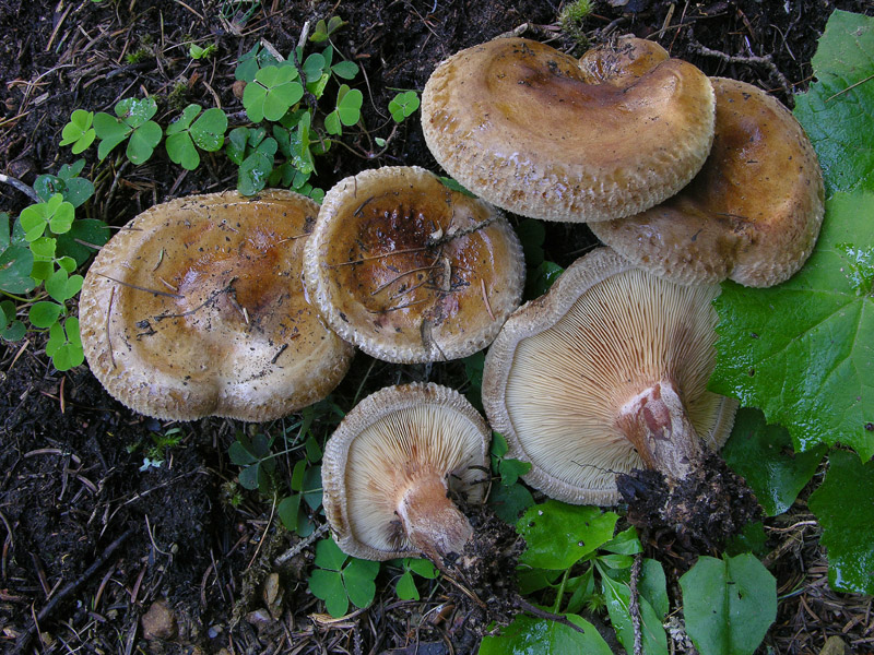 Finalmente qualche Cortinarius ed altro...